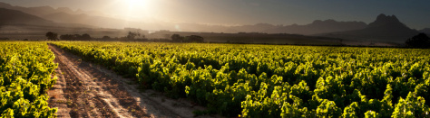 shiraz
