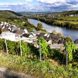 Kesten i Paulinshofberg ©Weingut Meierer