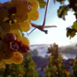 ©Weingut Meierer