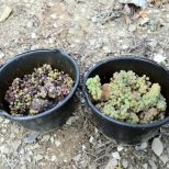 ©Weingut Meierer