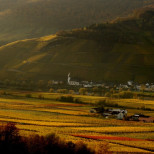 Kesten ©Weingut Meierer
