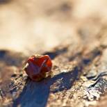 botrytis