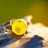 riesling grape