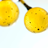 Riesling grape